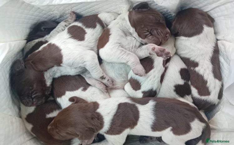 German Shorthaired Pointer dogs - Advert 1