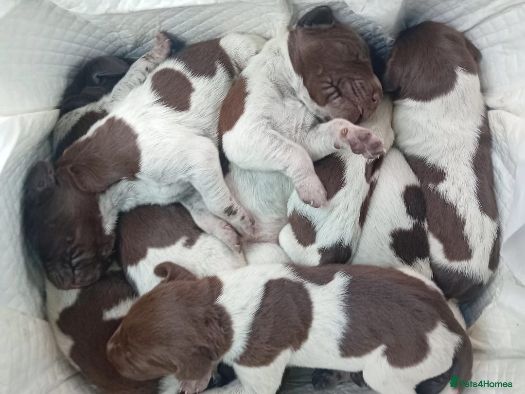 German Shorthaired Pointer dogs for sale: Mischew’s puppies - Image 1