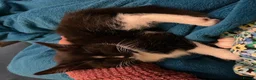 Mixed Breed cats for sale: 2 adorable kittens for sale  - Advert 9