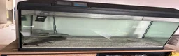 Axolotl reptiles for sale: Axolotls  in Redcar - Advert 4