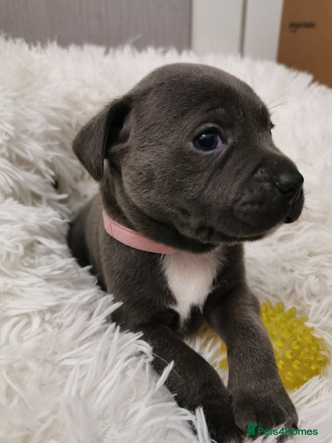 Staffordshire Bull Terrier dogs for sale: Staffordshire Bull Terrier puppies for sale  - Advert 19