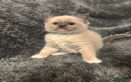 Ragdoll cats for sale: AMAZING QUALITY PEDIGREE HCM/PKD CLEAR KITTENS  - Image 8