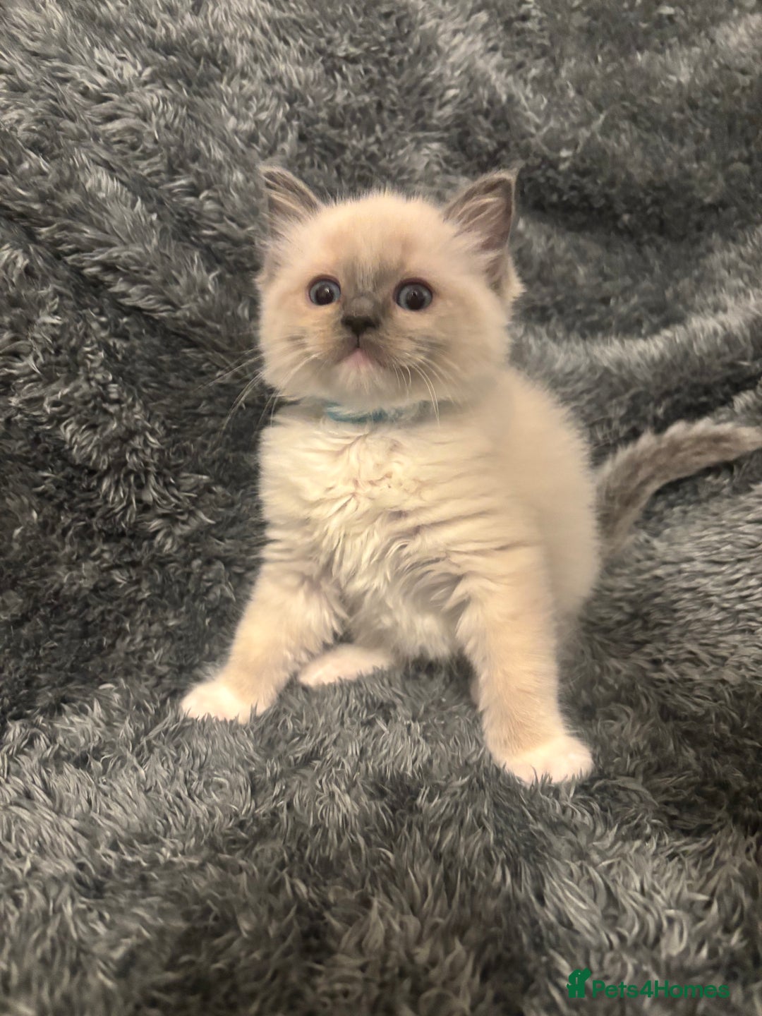 Ragdoll cats for sale: AMAZING QUALITY PEDIGREE HCM/PKD CLEAR KITTENS  - Image 8