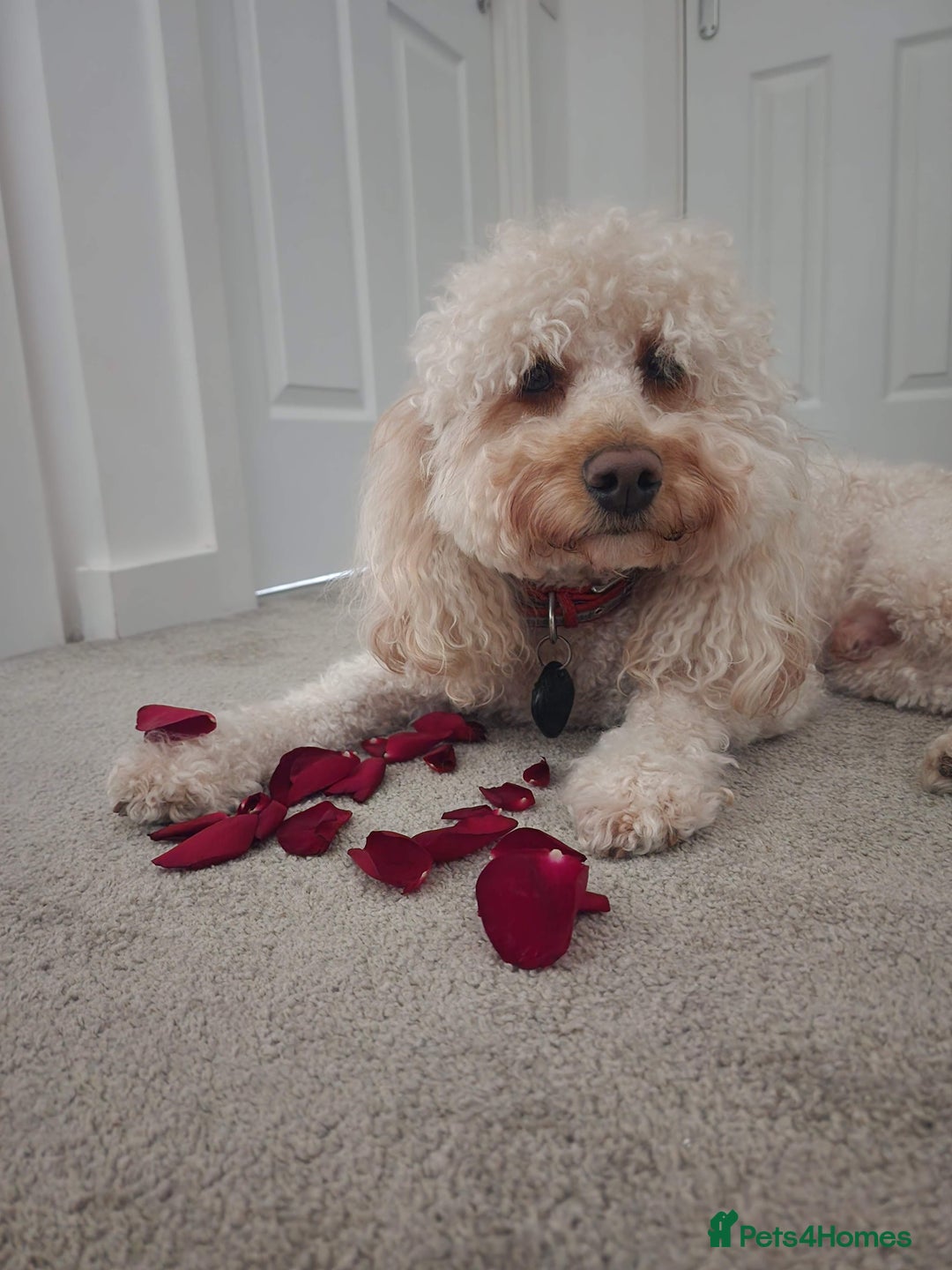 Cavapoo dogs for stud: Cavapoo male for stud in London  - Image 3