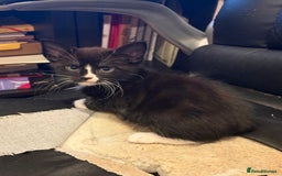 Mixed Breed cats for sale: Cheeky kittens - Image 6