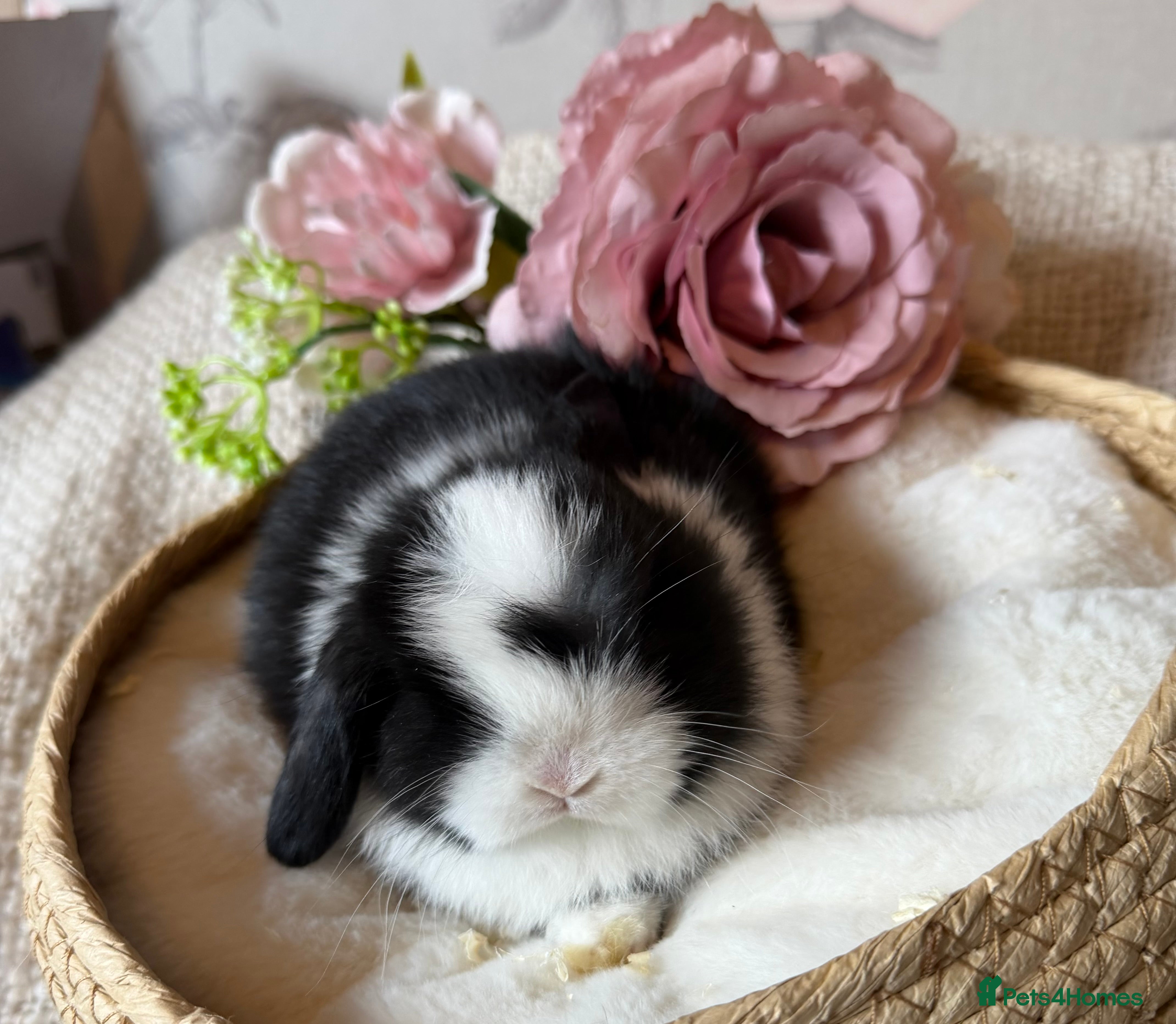 Mini Lop rabbits Mini lops - Advert 2