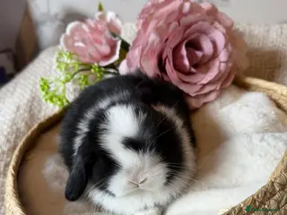 Mini Lop rabbits Mini lops - Advert 1