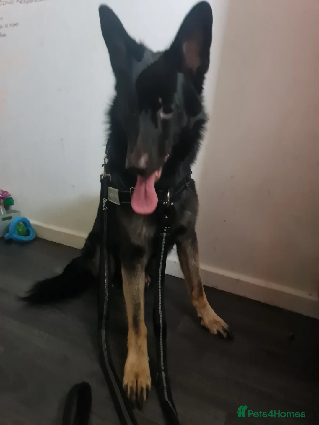 German Shepherd dogs for sale: Hades - Advert 3