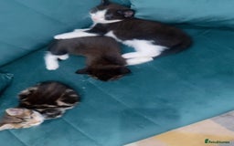 Mixed Breed cats for sale: Mixed breed  - Image 2