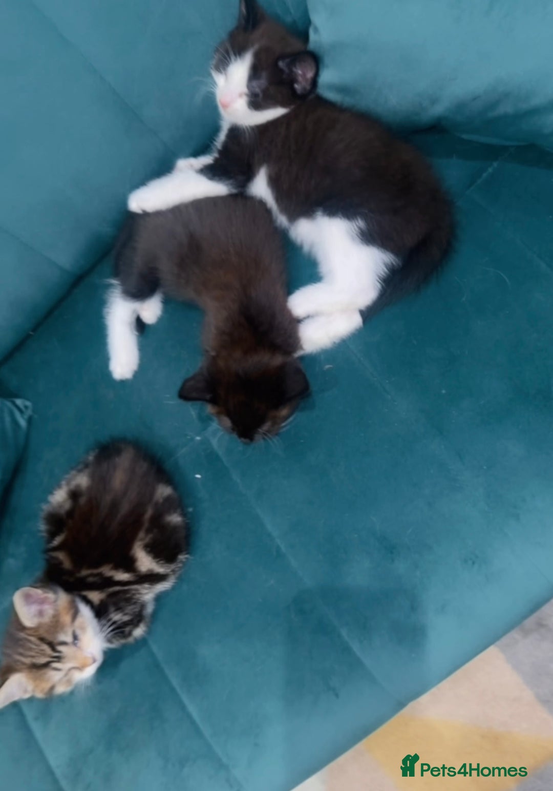 Mixed Breed cats for sale: Mixed breed  - Image 2