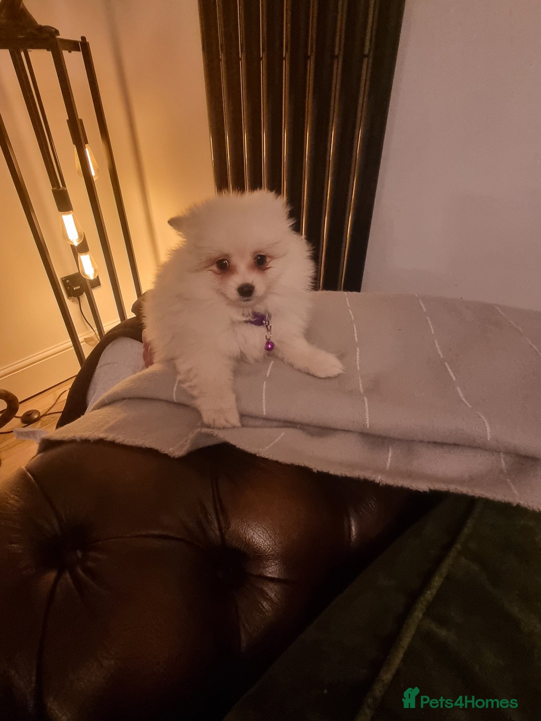 Pomeranian dogs for sale: Pomeraniums  - Advert 22