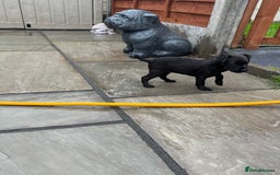 Patterdale Terrier dogs for sale: Patterdale terrier pups  - Image 25