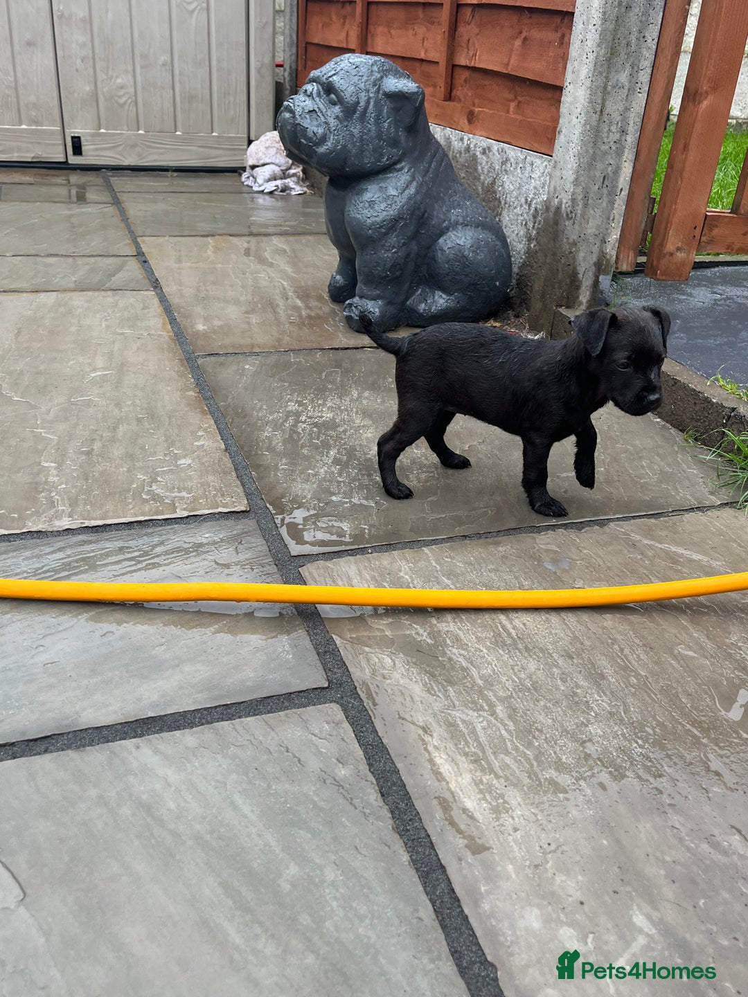 Patterdale Terrier dogs for sale: Patterdale terrier pups  - Image 25