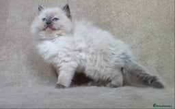 Ragdoll cats for sale: GCCF PET/ACTIVE KITTENS CHAMPION IMP BLOODLINES - Image 27