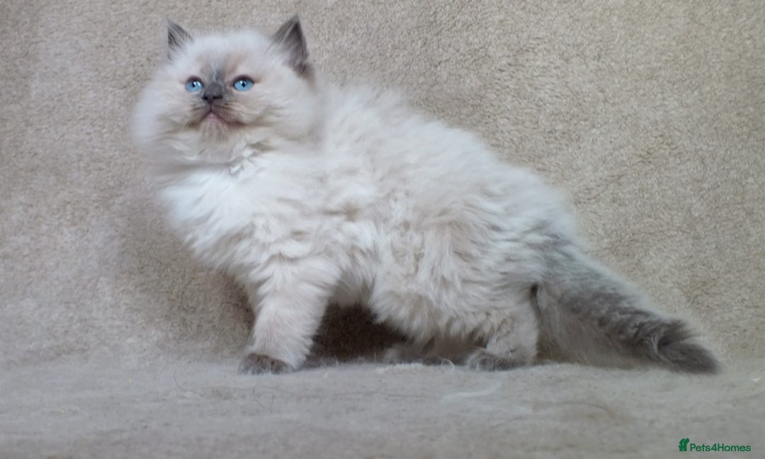 Ragdoll cats for sale: GCCF PET/ACTIVE KITTENS CHAMPION IMP BLOODLINES - Image 27
