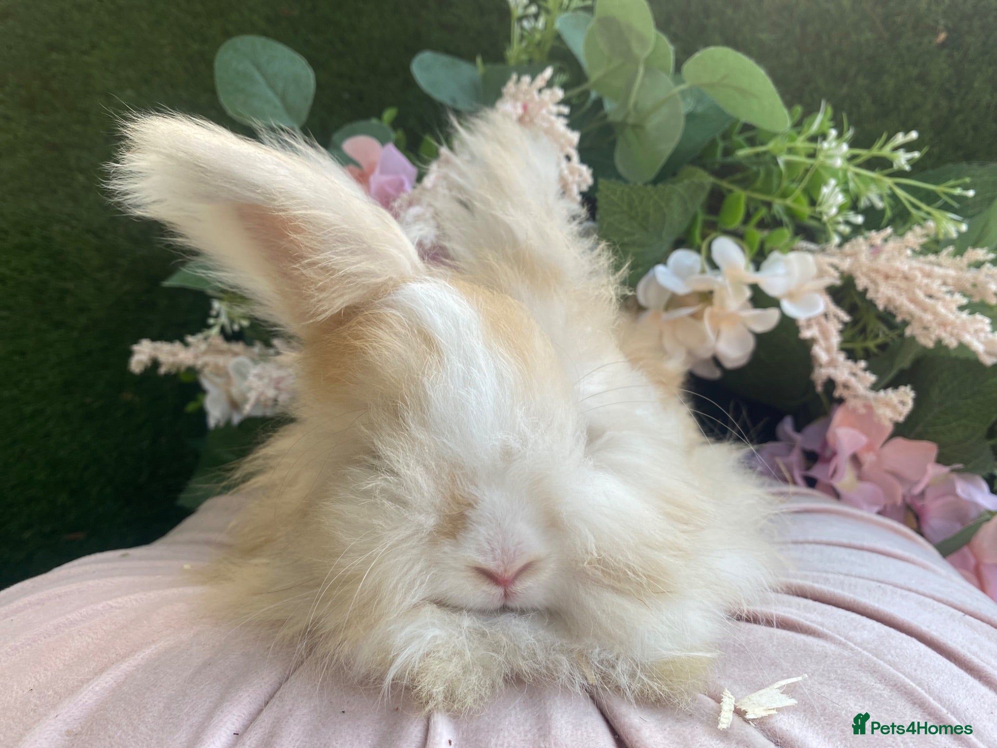 Angora rabbits Baby angoras - Advert 18