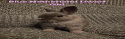 Netherland Dwarf rabbits for sale: Himalayan Netherland Dwarf BOY & Blue GIRL - Advert 12