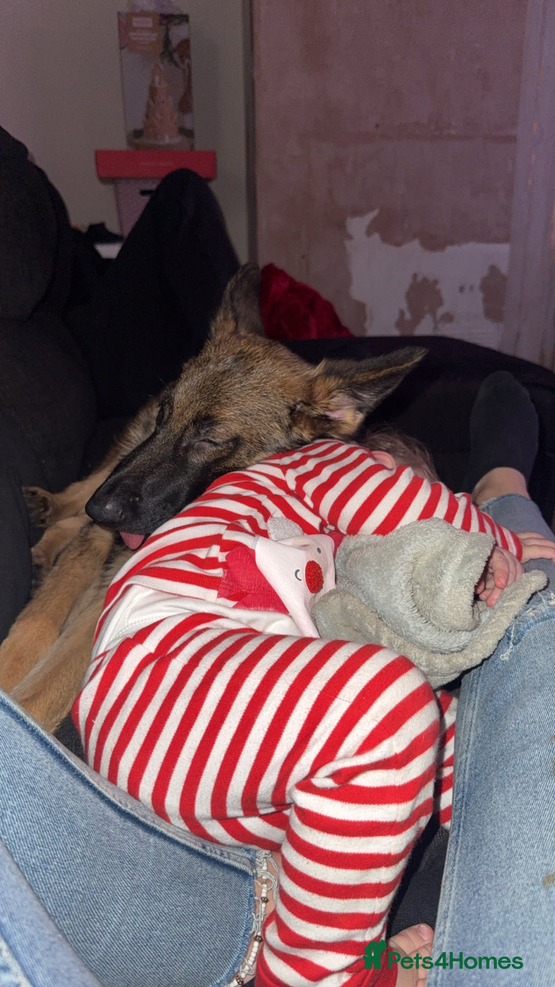 German Shepherd dogs for sale: German shepherd  - Advert 4