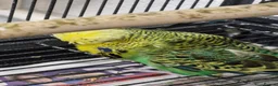Budgerigars birds for sale: X2 exhibition englsh budgies - Advert 2