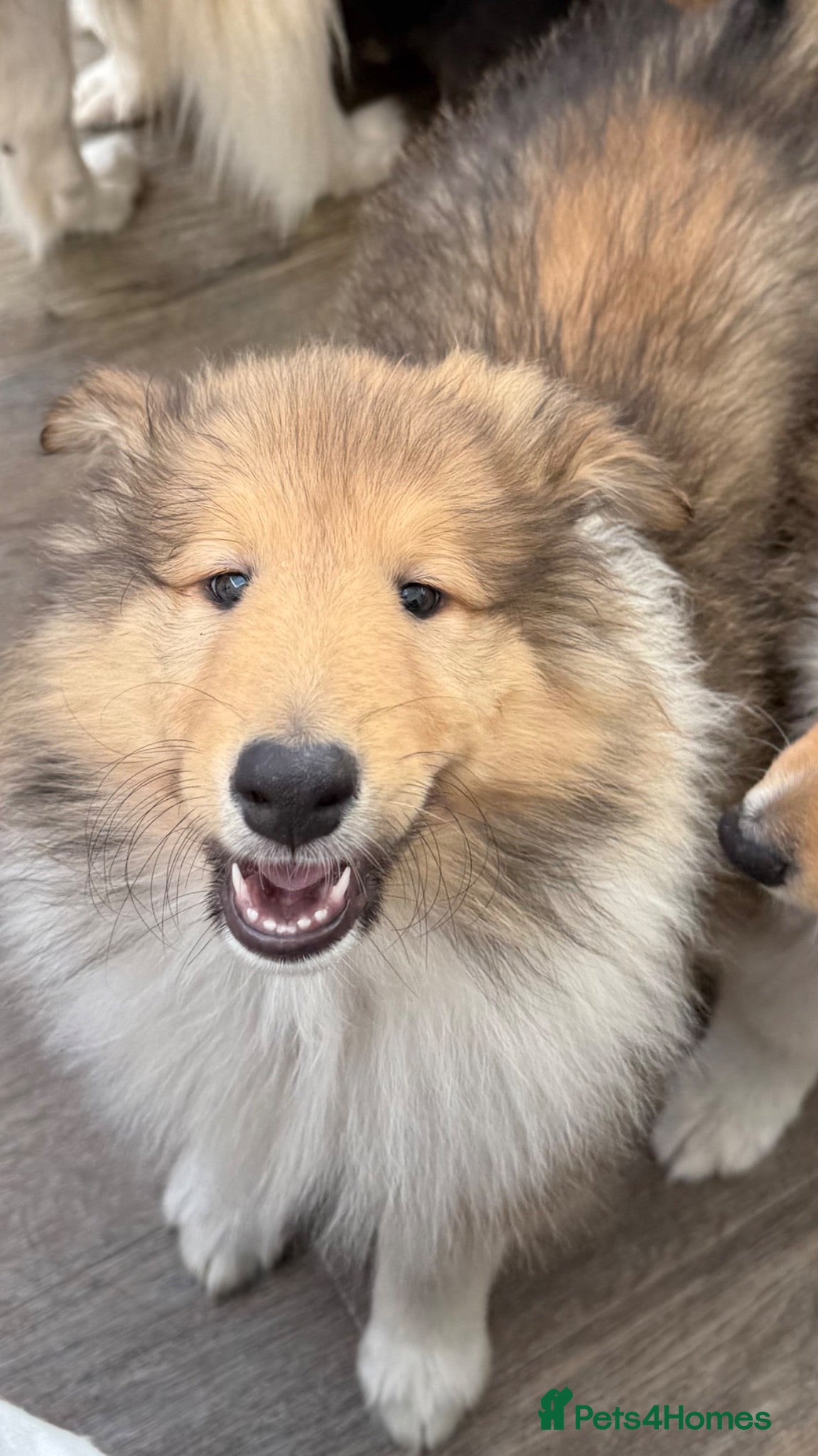 Rough Collie dogs Available Stunning Example of Rough Collie Puppy  - Advert 7