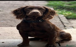 Cocker Spaniel dogs for stud: Purebred Chocolate Cocker Spaniel – for Stud - Image 1