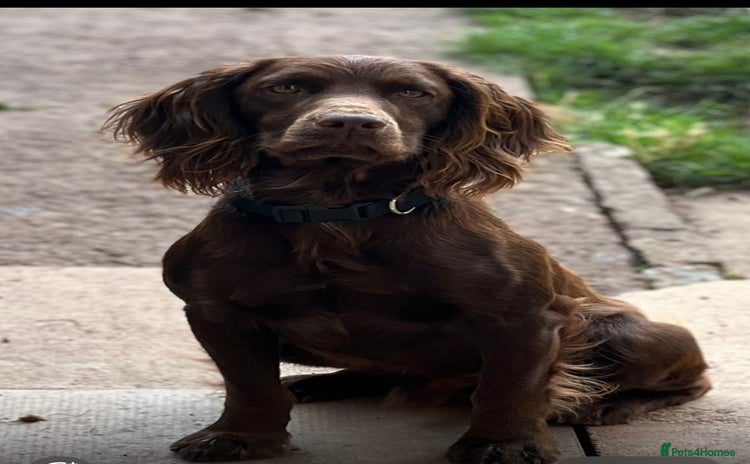 Cocker Spaniel dogs - Advert 5