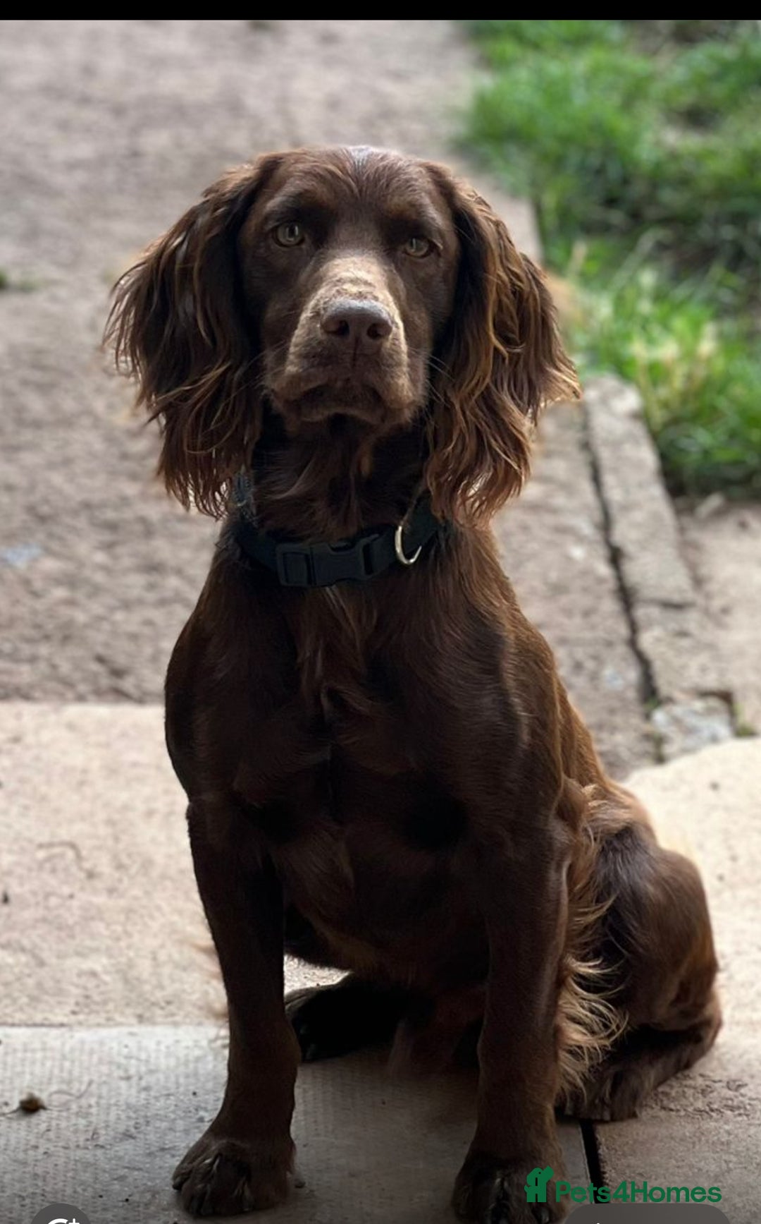 Cocker Spaniel dogs for stud: Purebred Chocolate Cocker Spaniel – for Stud - Image 1