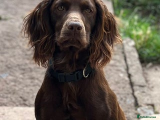 Cocker Spaniel dogs - Advert 18