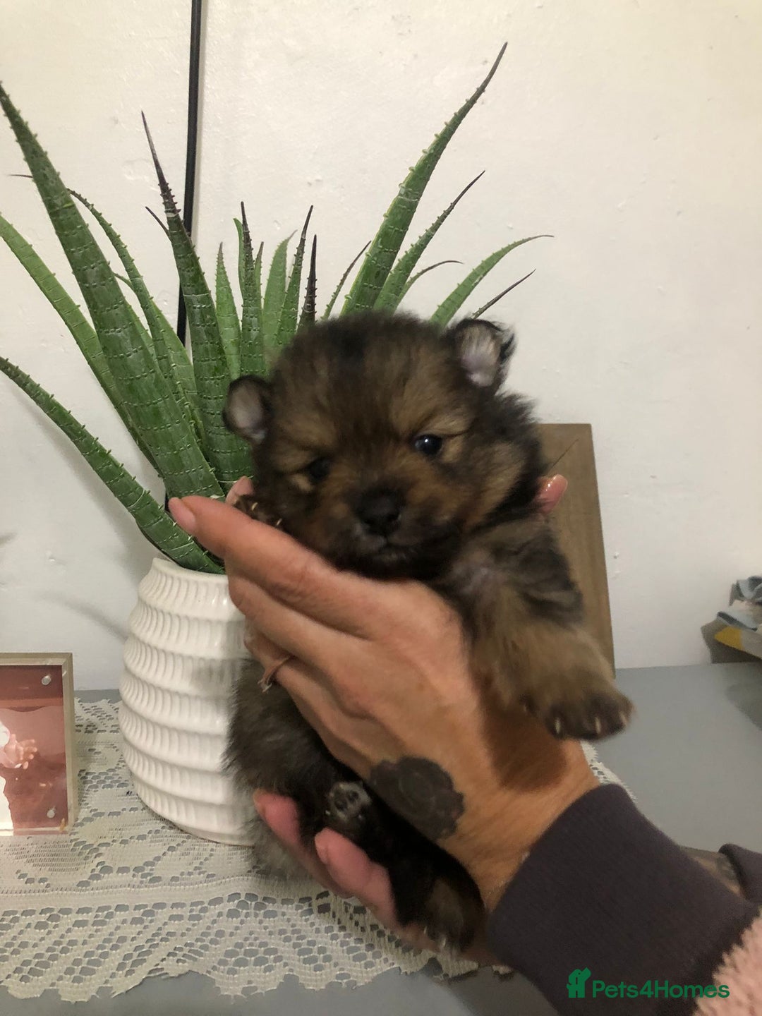 Pomeranian dogs for sale: Pomeranian Puppies  - Advert 3