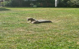 Italian Greyhound dogs for sale: Italian greyhound puppy’s  - Image 12