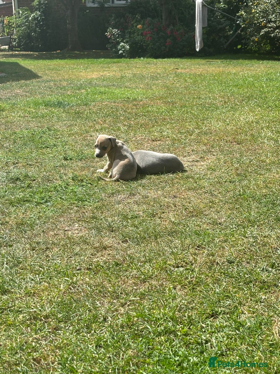 Italian Greyhound dogs for sale: Italian greyhound puppy’s  - Image 12