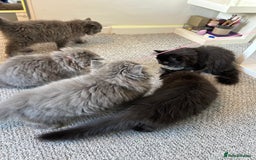 Persian cats for sale: Persian cats London  - Advert 9