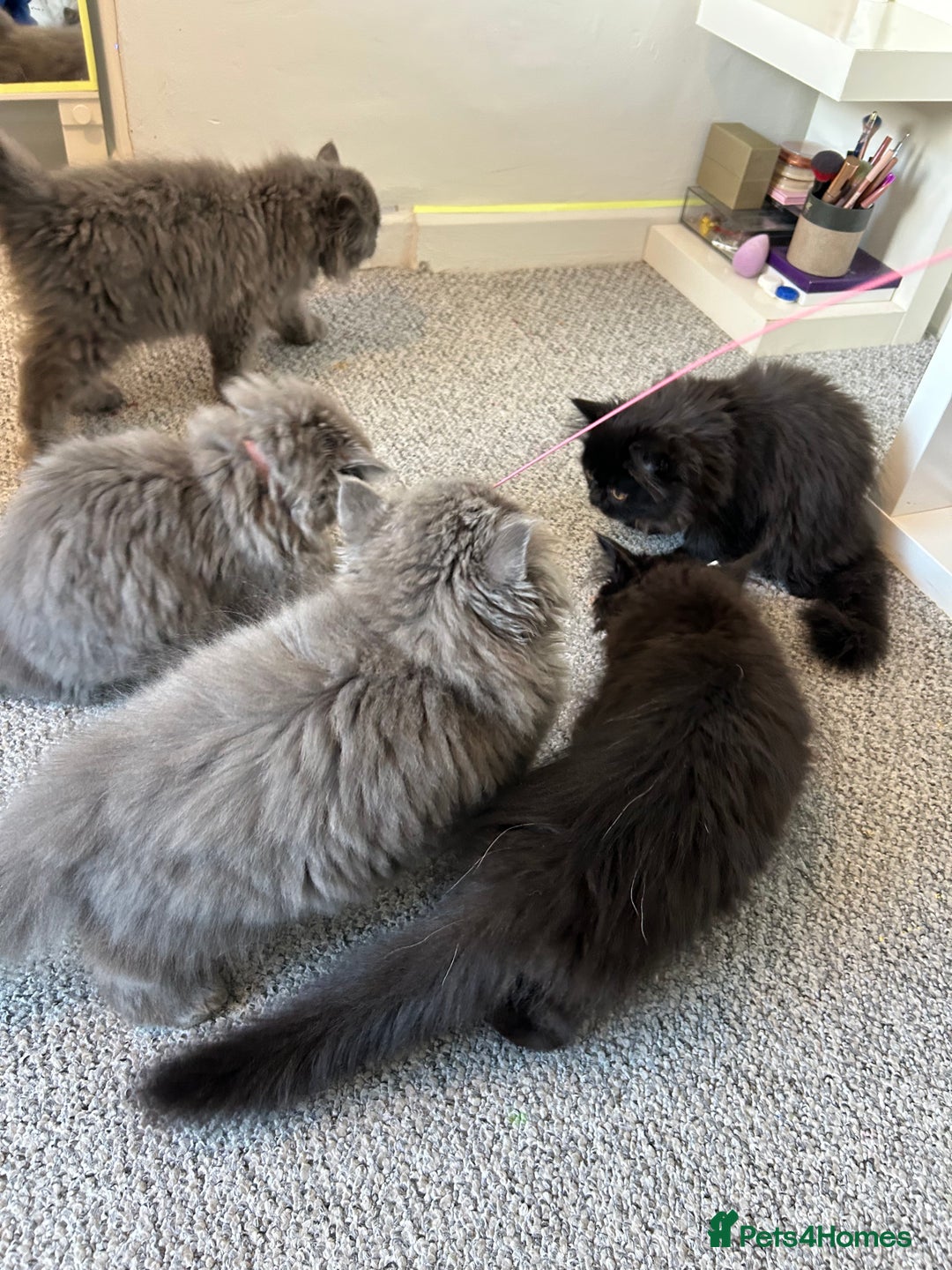 Persian cats for sale: Persian cats London  - Advert 9