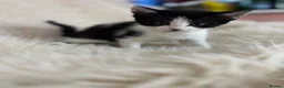 Mixed Breed cats for sale: Mixed kittens  - Advert 13