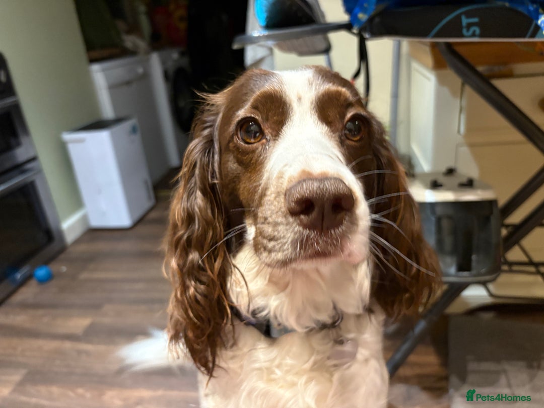 Cocker Spaniel dogs for sale: Gorgeous Cocker Spaniel Puppies - Advert 10