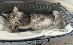 Maine Coon cats for sale: Maine coon kitten  - Image 5