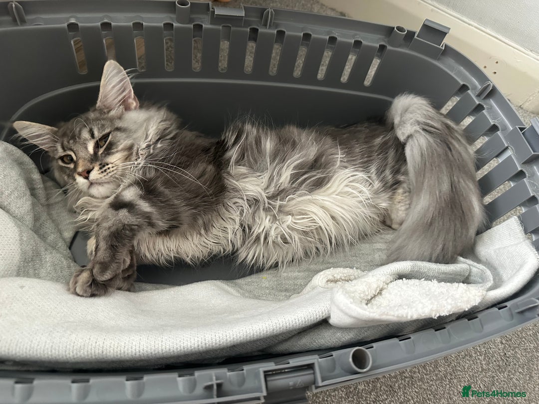 Maine Coon cats for sale: Maine coon kitten  - Image 5
