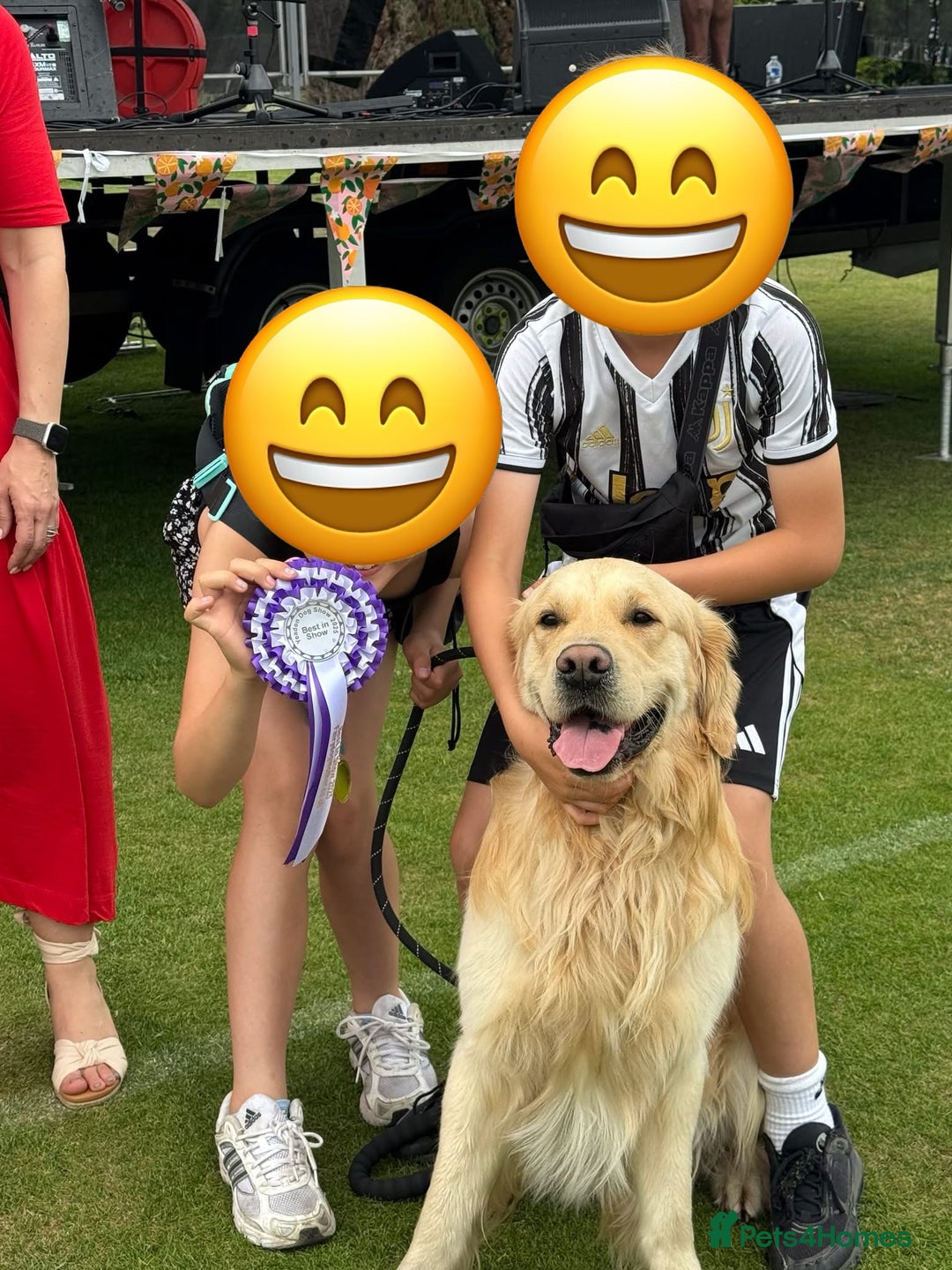 Golden Retriever dogs for stud: Gorgeous Golden Retriever Stud  - Image 8