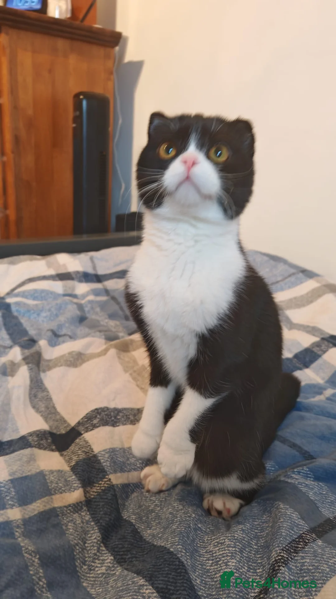 Scottish Fold cats for sale: Gorgeous 1 Year Old Scottish Fold Girl - Advert 5