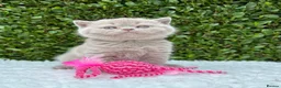 British Shorthair cats for sale: British Shorthair Lilac  - Advert 9