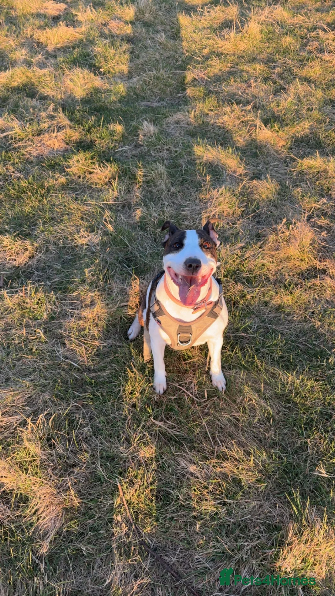 Mixed Breed dogs for sale: staffy cross.  in Newcastle - Advert 2