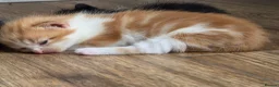 Mixed Breed cats for sale: 6 kittens ready to go to their forever home in Lincoln - Advert 6