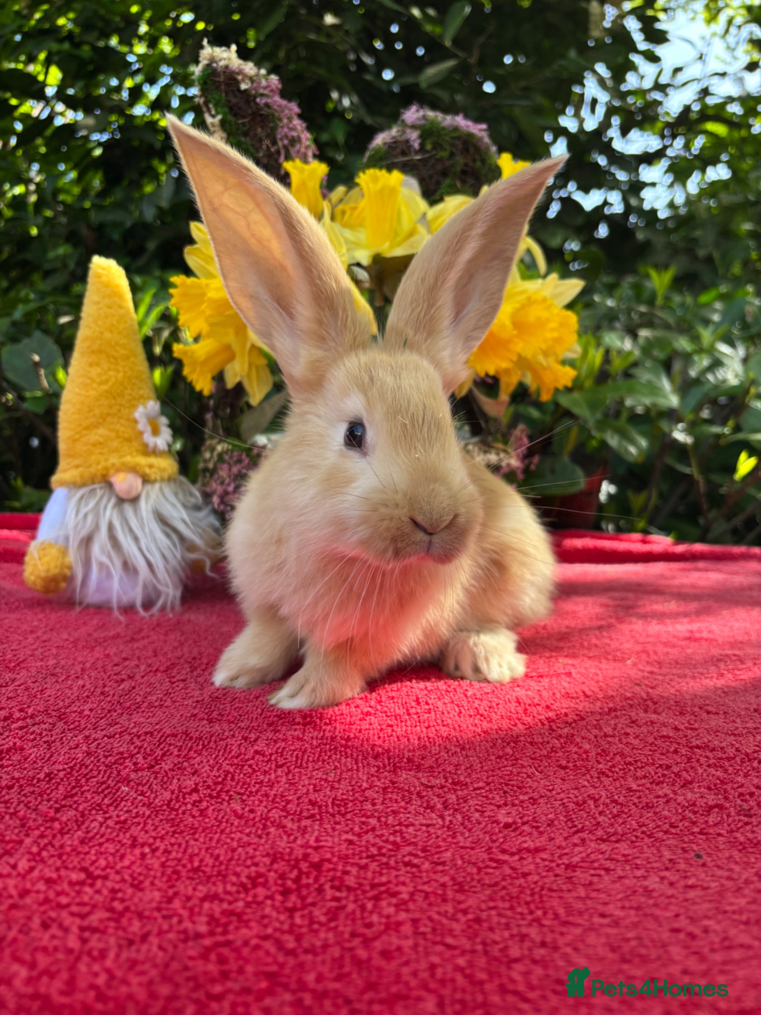 Continental Giant rabbits Vaccinated Continental Giant Rabbits - Advert 1