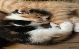 Mixed Breed cats for sale: Cute Adorable Kittens for Sale - Image 6