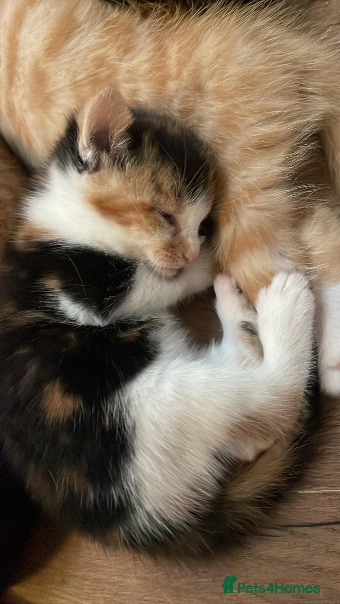 Mixed Breed cats for sale: Cute Adorable Kittens for Sale - Image 6