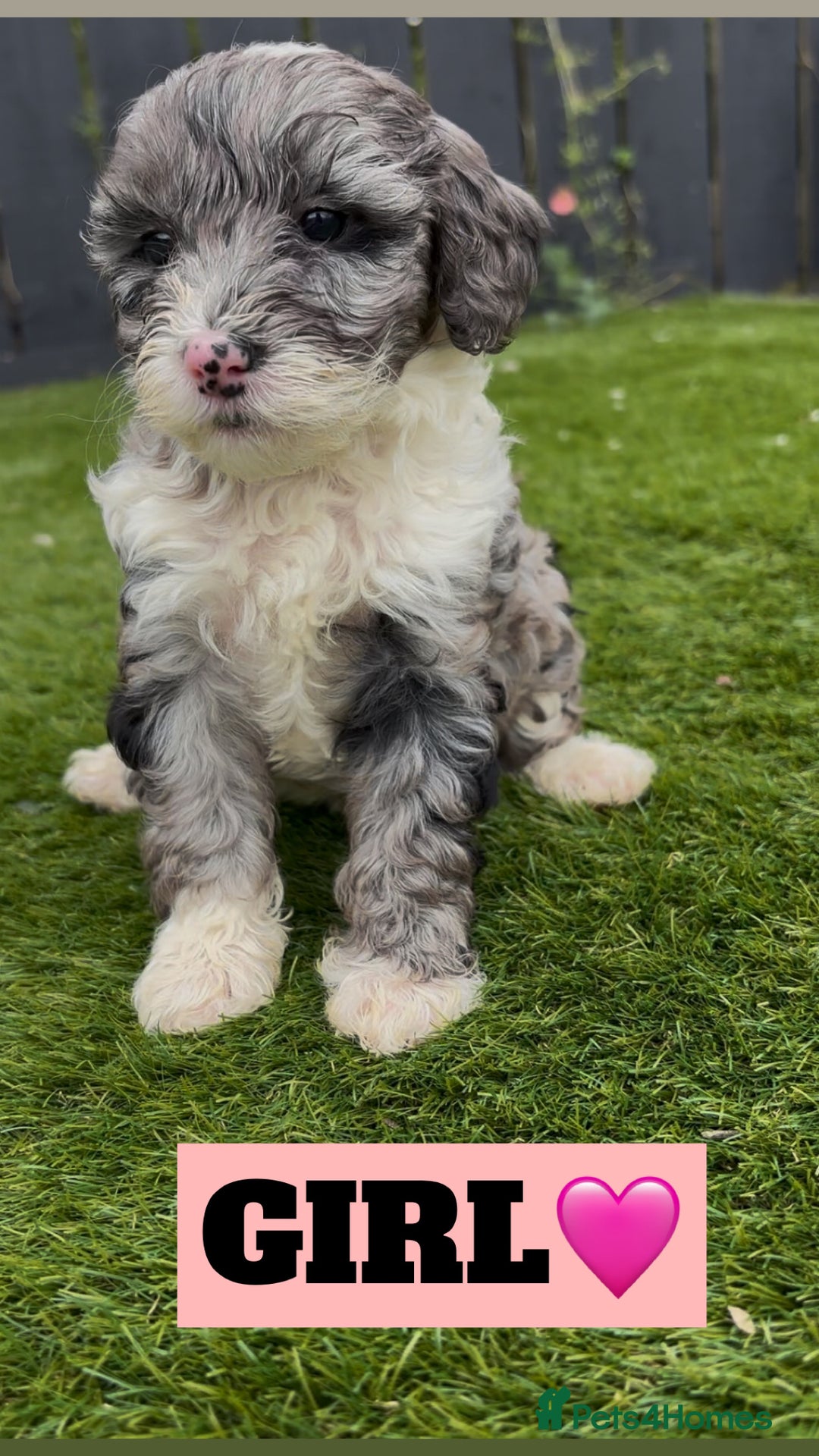 Cockapoo dogs for sale: BEAUTIFUL TOY F1B COCKAPOOS - Image 5