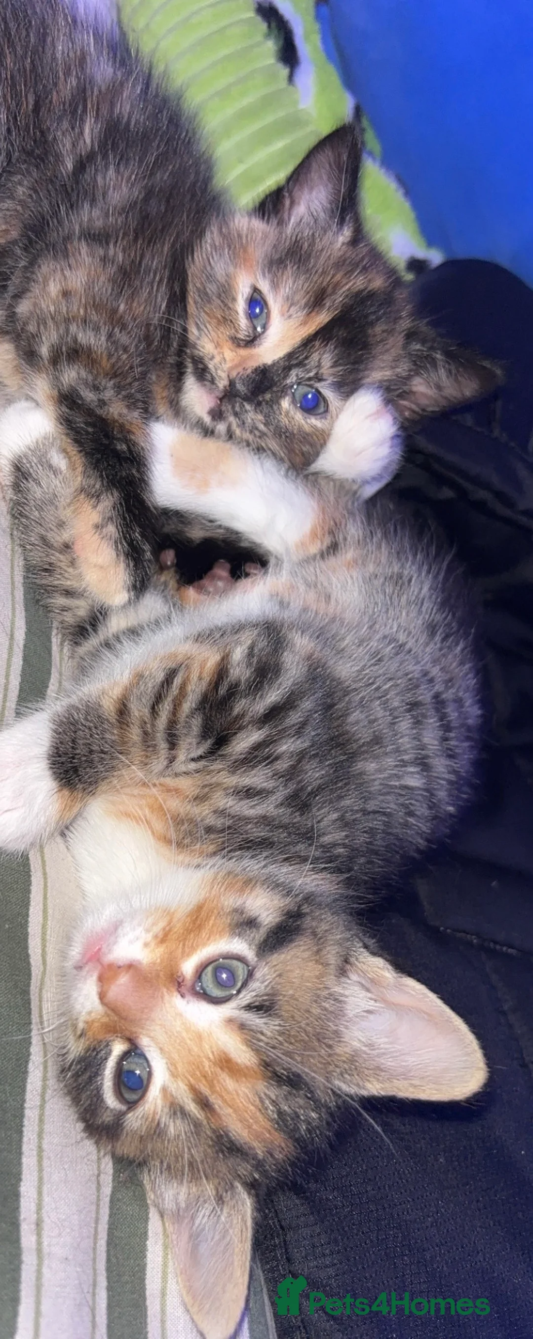 Mixed Breed cats for sale: Fluffy kitten  - Advert 3