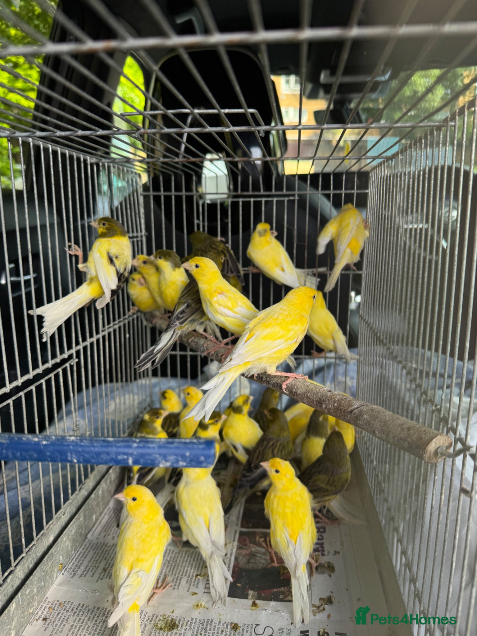 Canaries birds Canary for sale - Advert 16