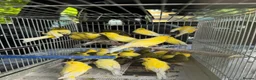 Canaries birds for sale: Canary for sale - Advert 1