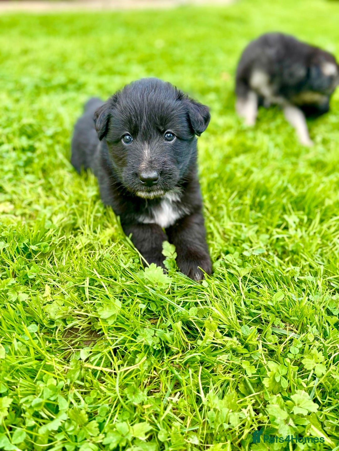 Mixed Breed dogs for sale: Beautiful long haired GSD cross collie pups  - Image 4
